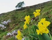 Al Rifugio Capanna 2000 da Alpe Arera ad anello-1GIUGNO25: splendide fioriture !- FOTOGALLERY